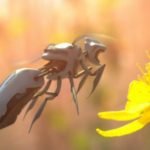 bees