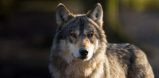 Top 10 Videojuegos de Hombres lobo y Vampiros.